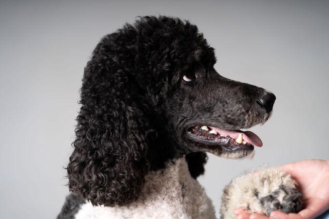 Person holding hand of King Poodle