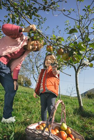 Older woman and little girl picking apples from branch