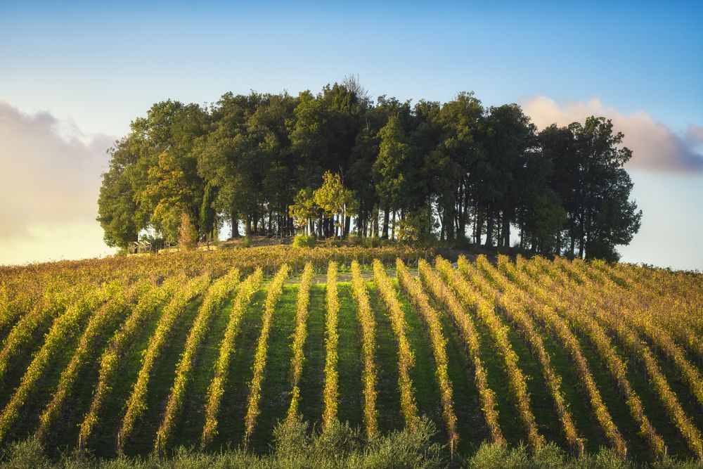 Group of trees on a hill above a vineyard