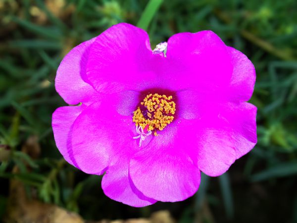 Red Portucala grandiflora flower blossoms