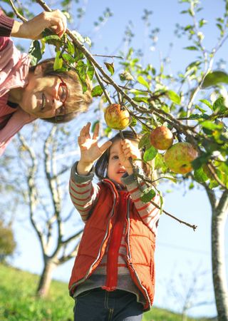 Little girl picking apples from tree with mature woman