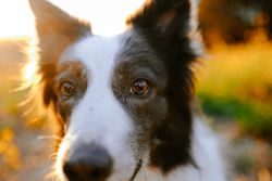Border collie sitting on meadow