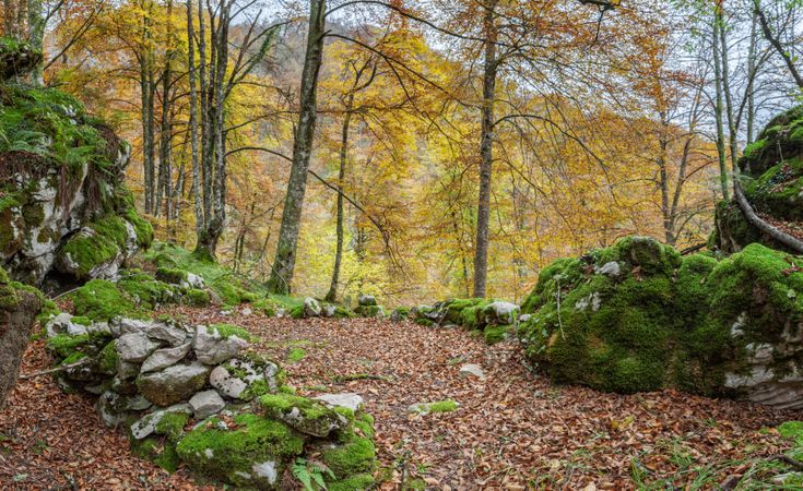 Coniferous tress at forest of Asturias, Spain