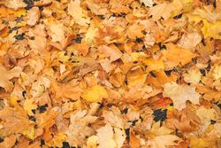 Fallen autumn leaves on whole background, top view