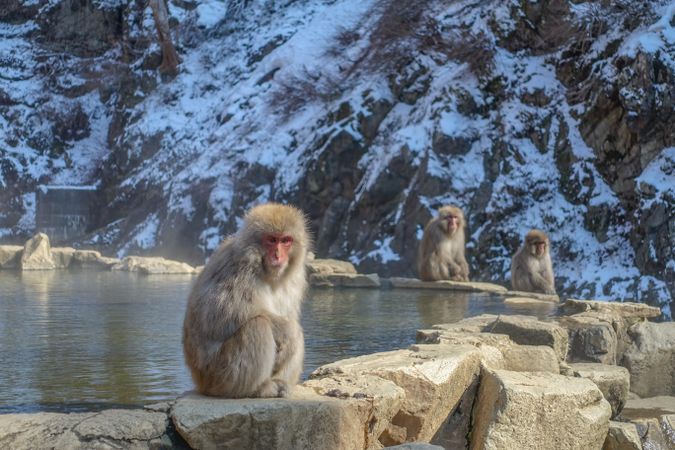 Japanese macaques near pool during daytime