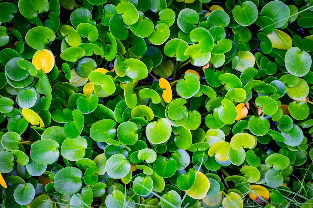 Close up small leave texture background