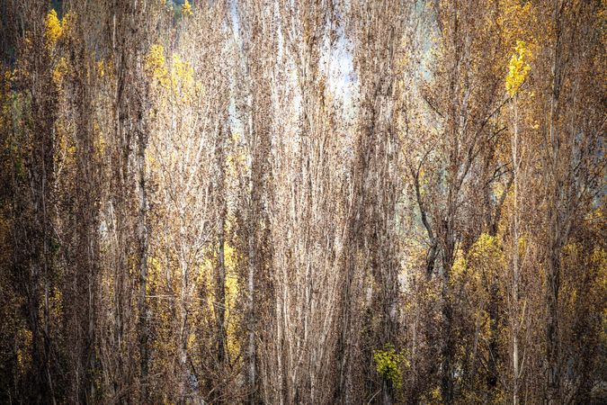 Blurred trees in green forest
