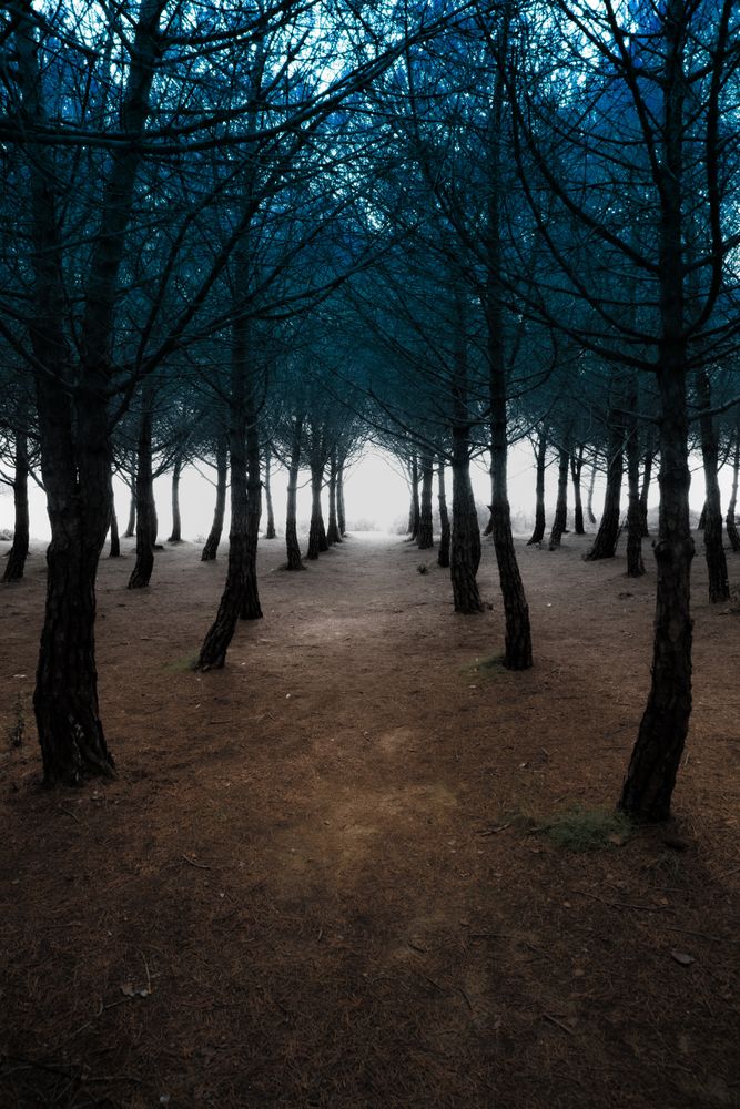 Mystical Forest with Fog