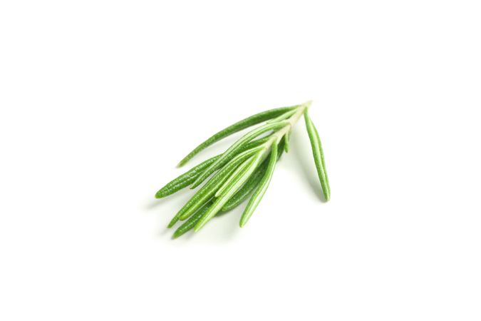 Fresh green rosemary isolated on neutral background