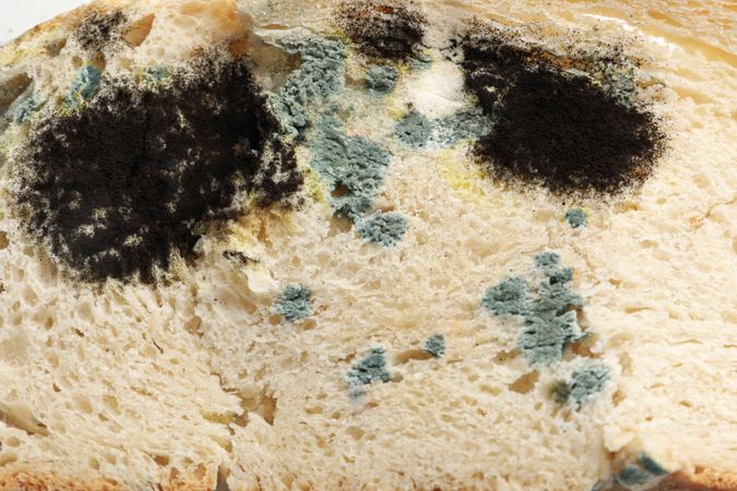 Mold on food, bread, close-up, side view.