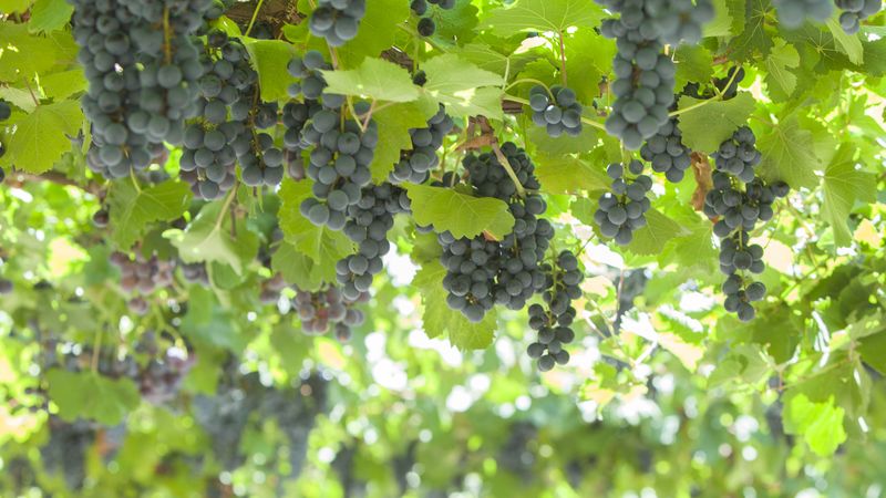 Grape harvest on plantation