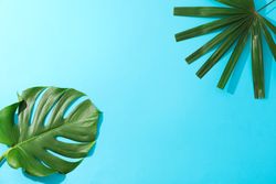 Different palm leaves on blue background, copy space