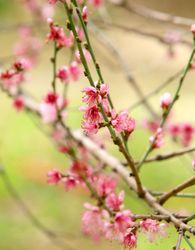 Cherry blossom tree branch