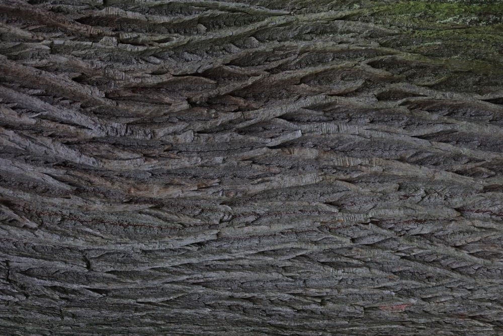 bark pattern