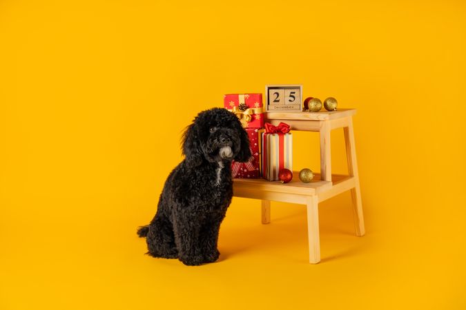 Concept of Merry Christmas, funny Christmas dog