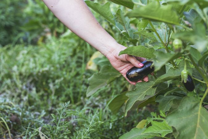 Glossy eggplant growing in green garden