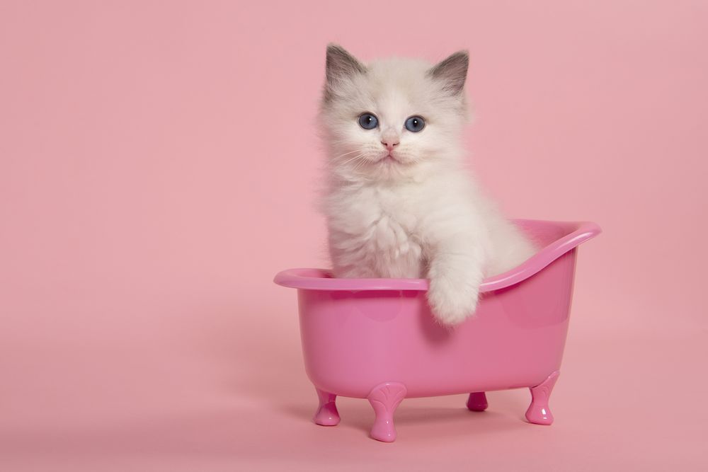 Cute ragdoll cat kitten sitting in a pink bathtub on a pink background looking at the camera with its paw over the edge over the bathtub