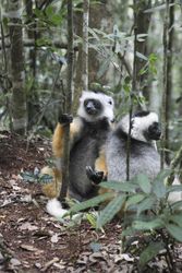 Funny sifakas on jungle ground
