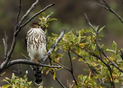 Sharp-shinned hawk perched on a branch bDgOk4