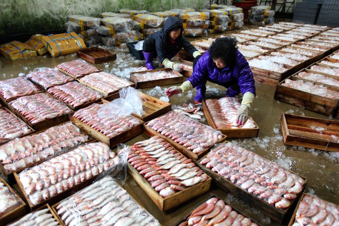 Two people packing fish in wooden boxes