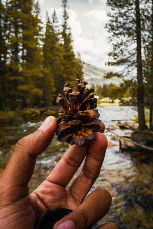 Person standing near river holding pine cone