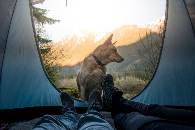 Dog sitting beside tent with two people lying in it near mountains