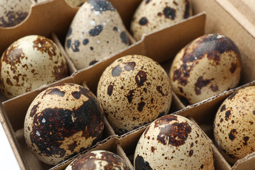 Quail eggs in carton box isolated on light background, closeup