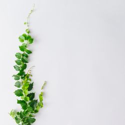 Branches and leaves with copy space