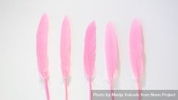 Five pink feathers on blank background bGONxb