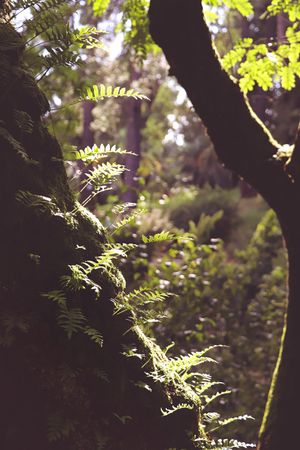 Sunlight in the summer forest. Sunlight between trees in the forest