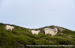 Sheep family walking along grassy hills 5w9Z9b