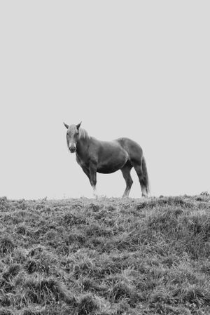 horse pasturing on green meadow