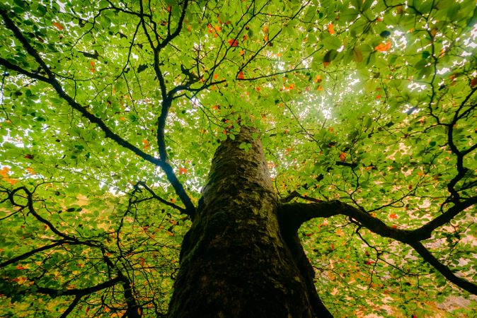 Vibrant foliage of seasonal forest with big tree in bright beams of sunlight