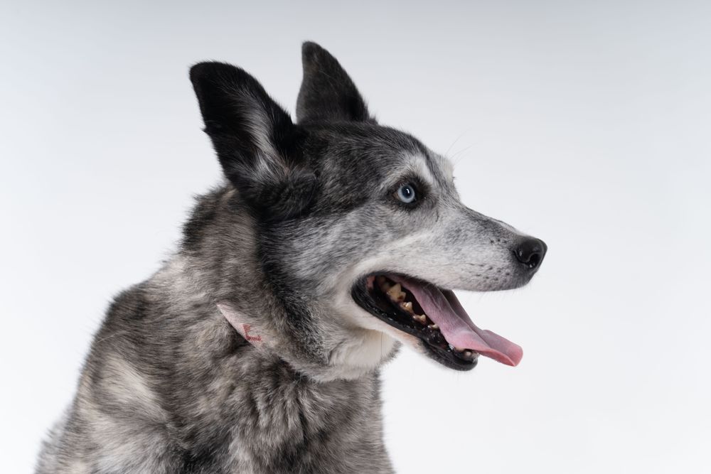 Side view portrait of Australian shepherd