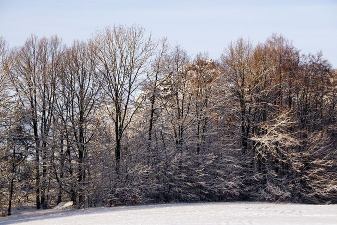 Evergreen forest covered with snow under blue sky