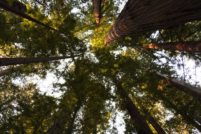 Looking up from forest floor at tree tops