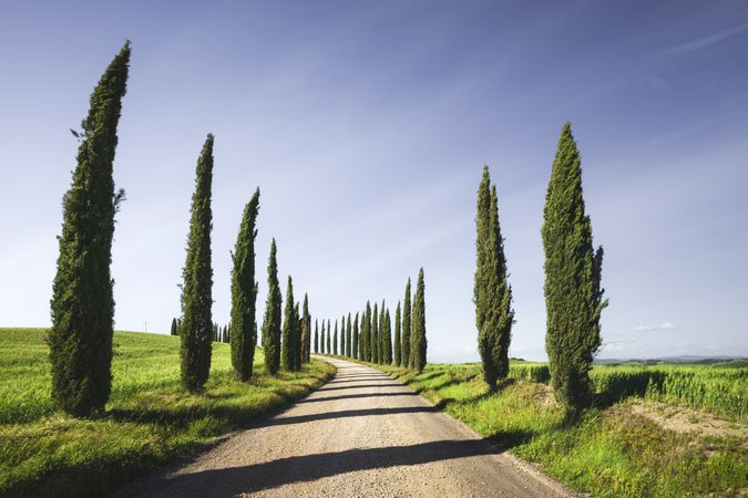 Cypress Trees and gravel road in Tuscany, Italy