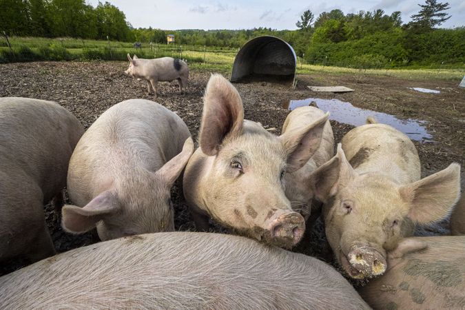 Copake, New York - May 19, 2022: Pigs in the mud in front of field