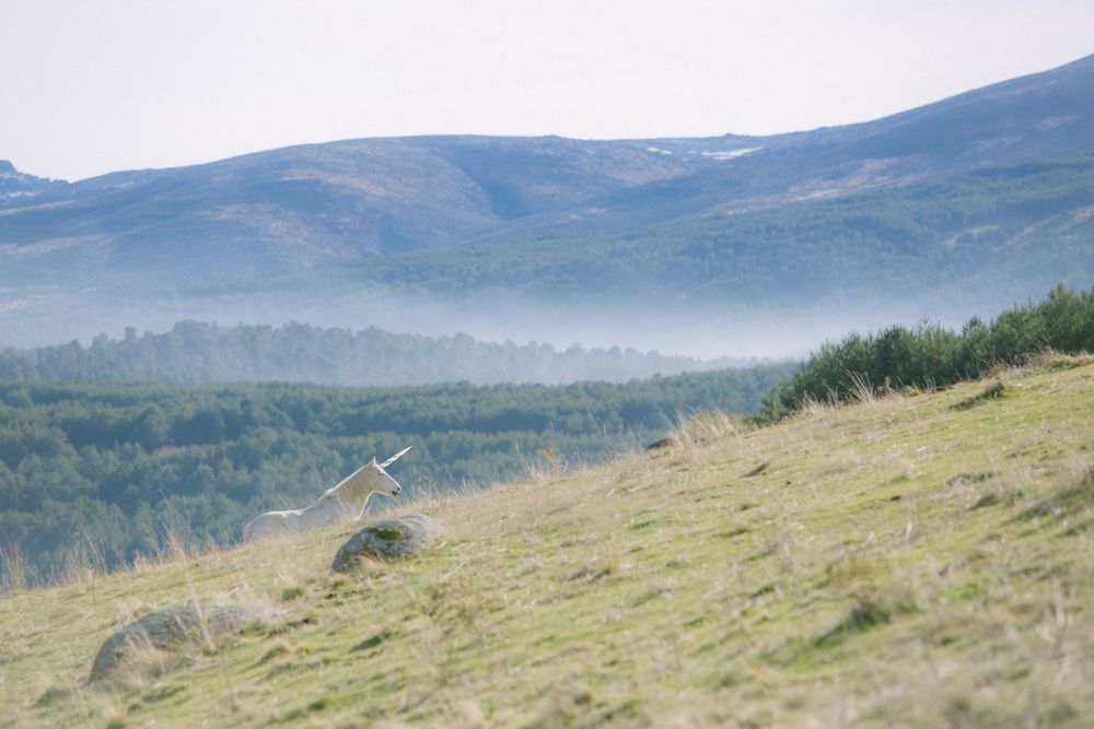 Unicorn walking in mountains