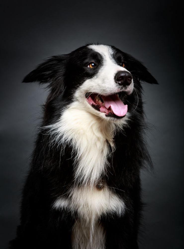 Amazing dog staring at camera