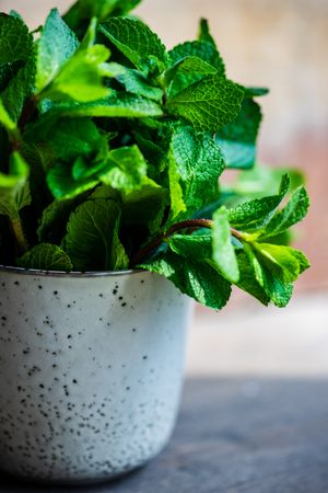 Fresh mint in pot