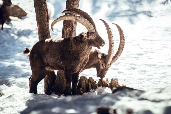 Wild goats pasturing near tree between snow
