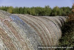 Hay rolls with a US flag wrap in Aitkin County, Minnesota 4AwvE0