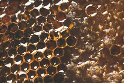 Close up, horizontal composition of honeycomb with diagonal slant