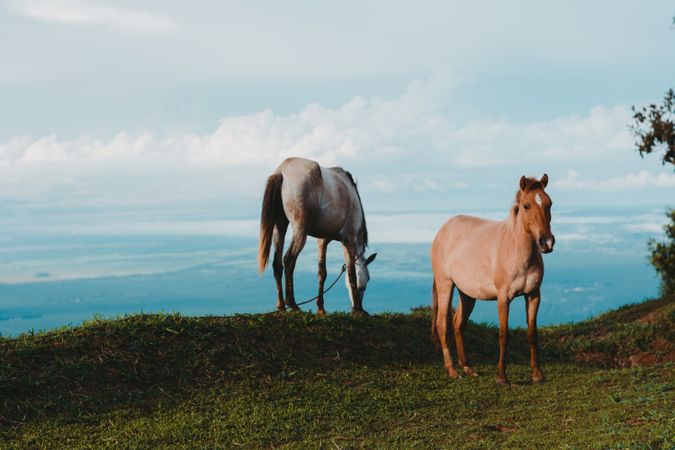 Horses on green lawn in countryside