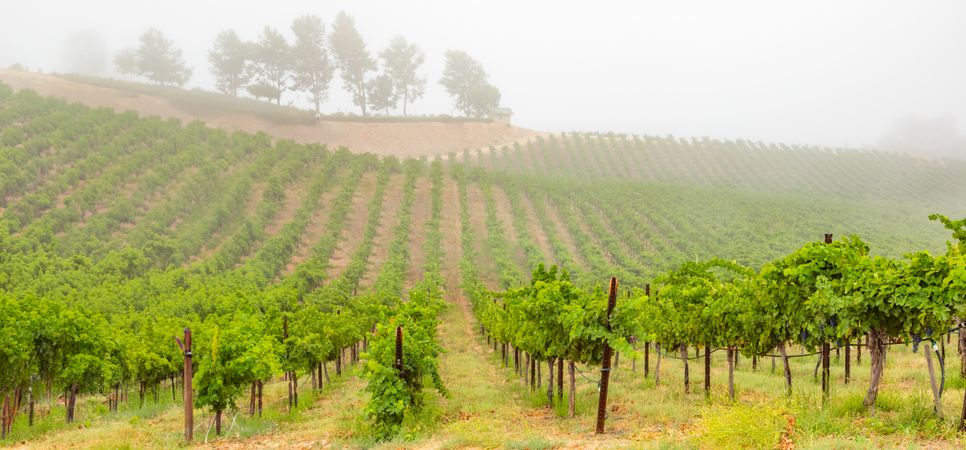Beautiful Grape Vineyard Landscape Banner.