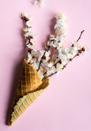 Spring floral concept with apricot blossom in waffle cone on pink background