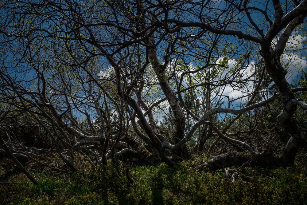 Birch tree with many branches growing wild