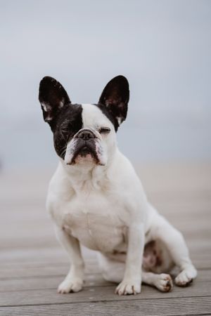 Cute dog on pier near sea