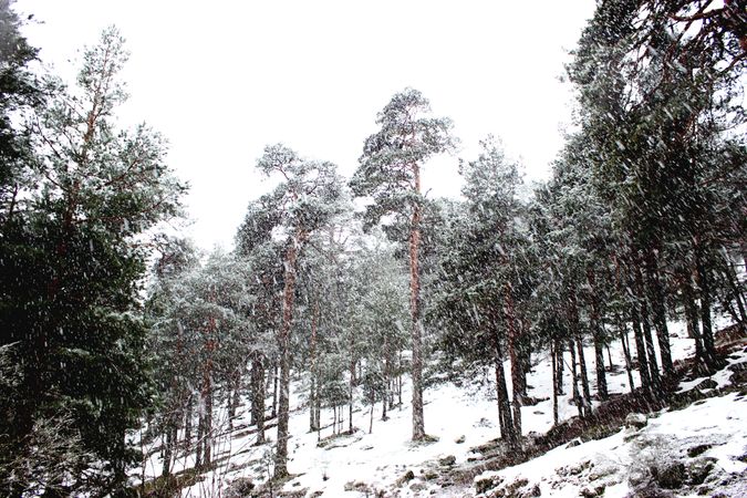 Snowy path in conifer forest